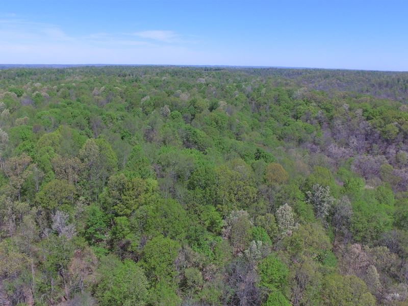 25 Acre Hunting Tract, Timber : Liberty : Casey County : Kentucky