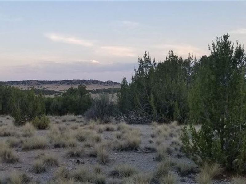 40 Acre Hunters Paradise : La Junta : Las Animas County : Colorado