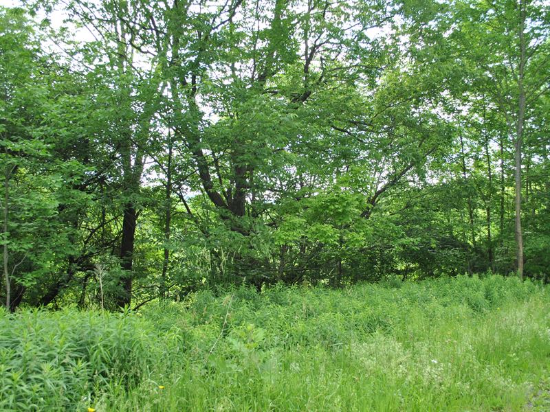 Madison County Wooded Lot : Madison : Madison County : New York