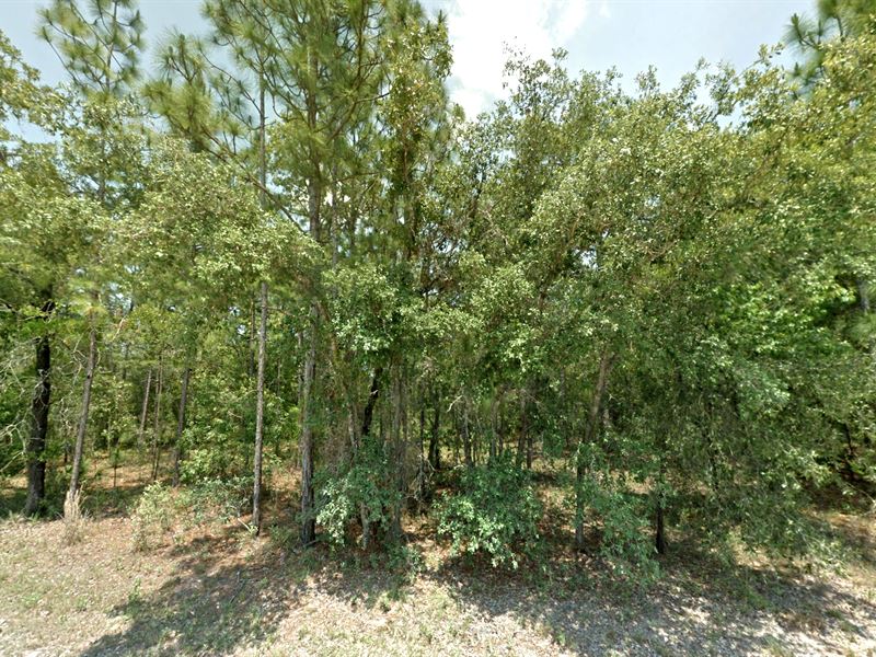 Two Adjoining Lots Royal Highlands : Weeki Wachee : Hernando County : Florida