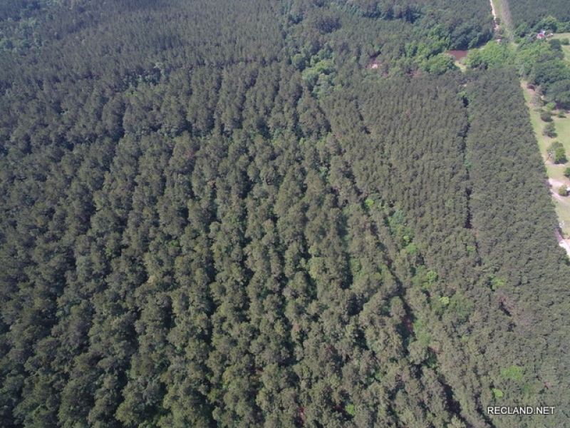 108.8 Ac, Timberland with Home Sit : Doucette : Tyler County : Texas