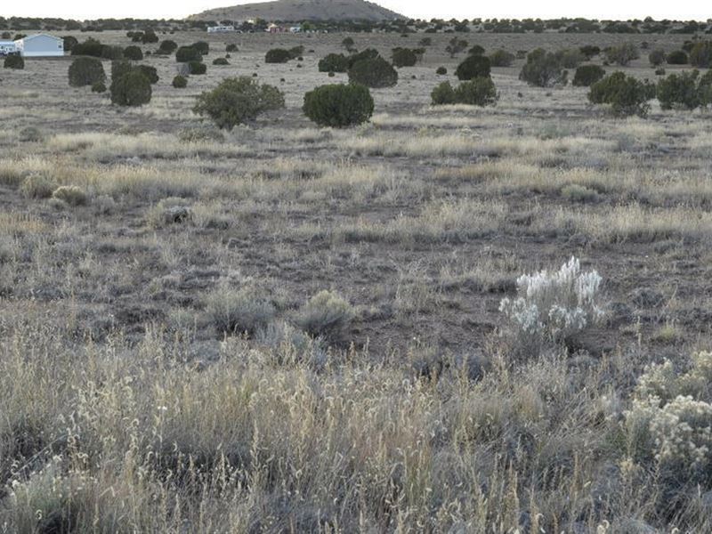 Beautiful Pristine Acreage : Concho : Apache County : Arizona