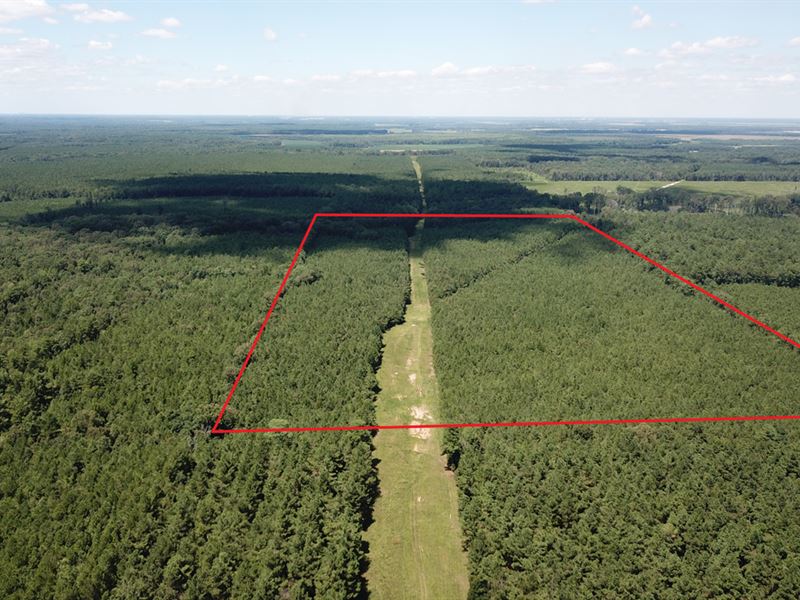 Lincoln County 68 Acre Timber tr : Pine Bluff : Lincoln County : Arkansas