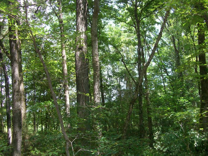 73 Acres Wooded Land : Scottsboro : Jackson County : Alabama