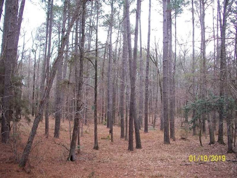Hunting Land Homochitto National : Crosby : Wilkinson County : Mississippi