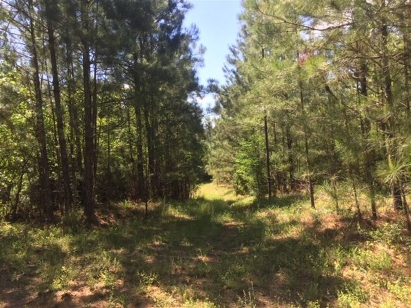 Hunting Land Joins Homochitto : Crosby : Wilkinson County : Mississippi