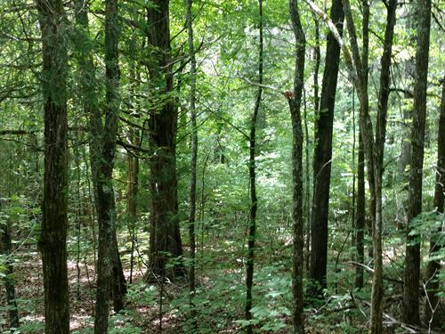 Rolling Hills And Creek Views : Elberton : Elbert County : Georgia