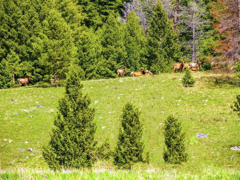 Elk Galore : Philipsburg : Granite County : Montana