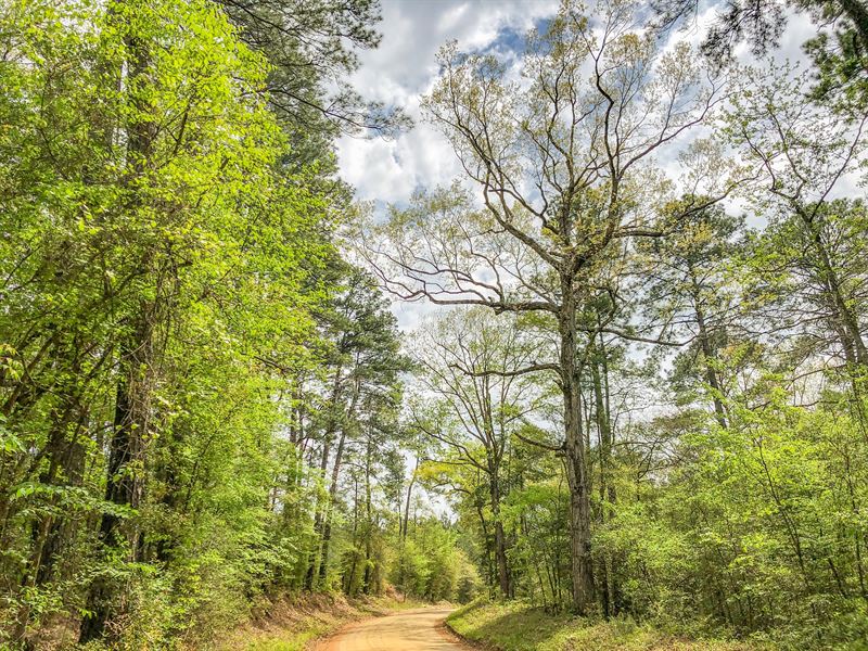99 Acres Cr 2107 : South Toledo Bend : Newton County : Texas