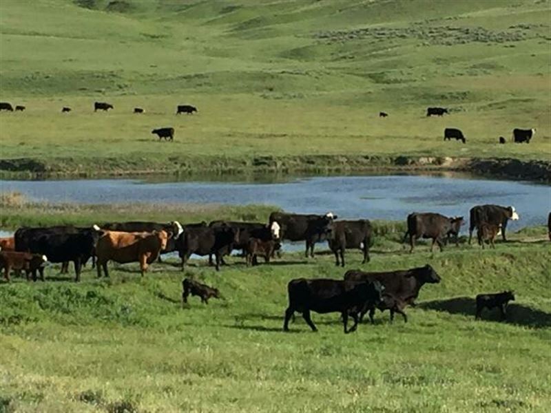 Onion Creek Ranch : Garryowen : Big Horn County : Montana