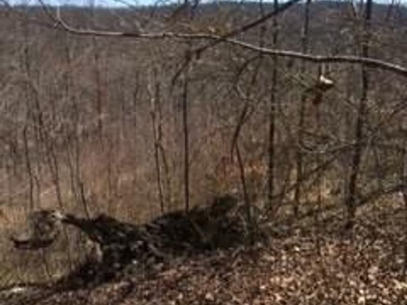 17 Acres Beautiful Views with 1/2 : Sewanee : Marion County : Tennessee