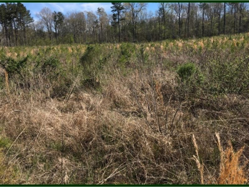 167 Acres in Scott County in Morton : Morton : Scott County : Mississippi