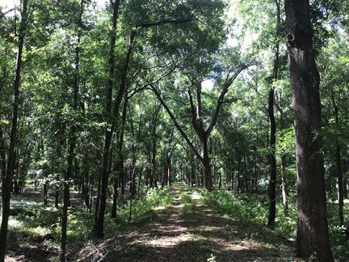 Beautiful Rolling Pasture : High Springs : Alachua County : Florida