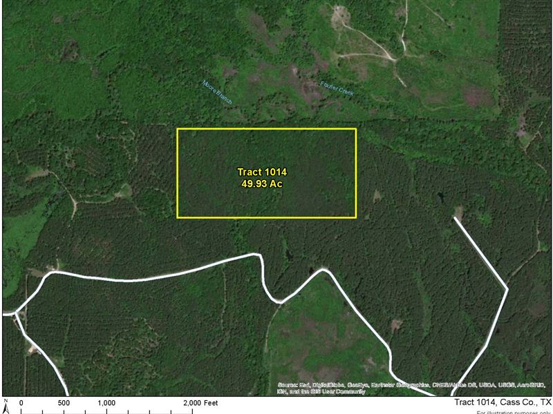 49 Acres Off Hwy 43 : Bivins : Cass County : Texas