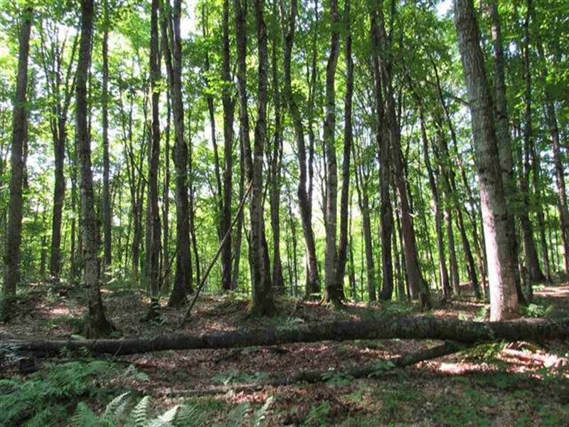 Tract 63 Brown Rd, Nisula, 1114359 : Bohemia : Houghton County : Michigan