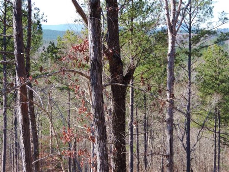 Cherry Grove Tract : Ball Ground : Cherokee County : Georgia