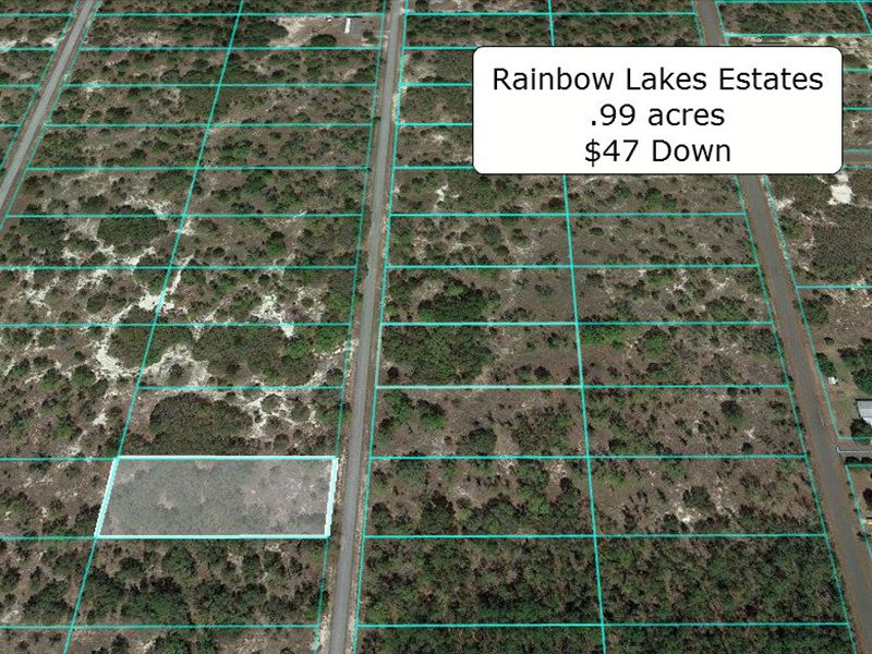 .99 Acre Lightly Wooded Lot : Dunnellon : Marion County : Florida