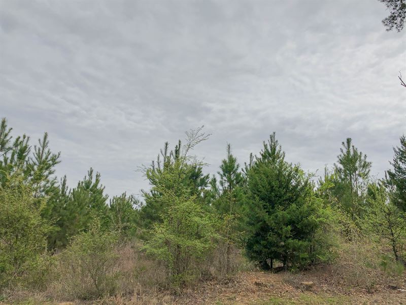 13 Acres Fm 1399 Tract 1010 : Linden : Cass County : Texas