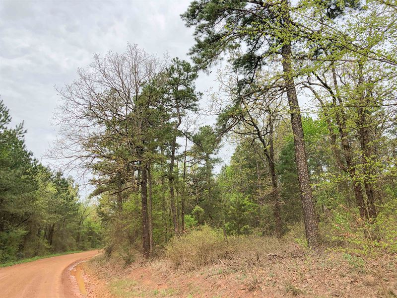93 Acres Cr 2864 Tract 1017 : Hughes Springs : Cass County : Texas