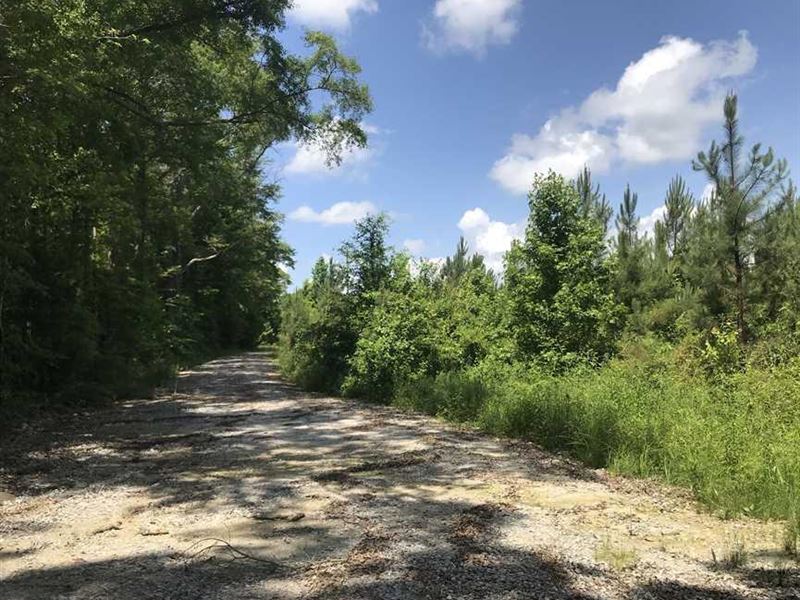 Excellent Timber, Hunting and Recre : Ward : Sumter County : Alabama