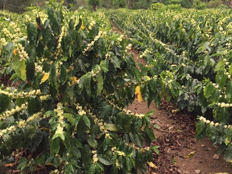 635 Ac, Productive Coffee Farm : Cachi : Costa Rica