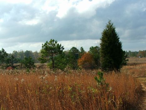 50 Acres, Open Land : Greenville : Butler County : Alabama