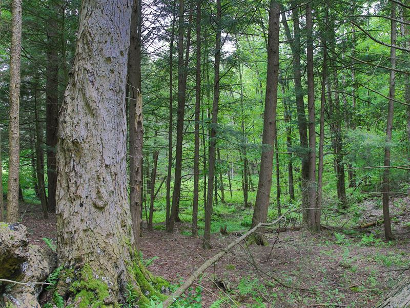 Panther Lake Large Acreage : Camden : Oneida County : New York