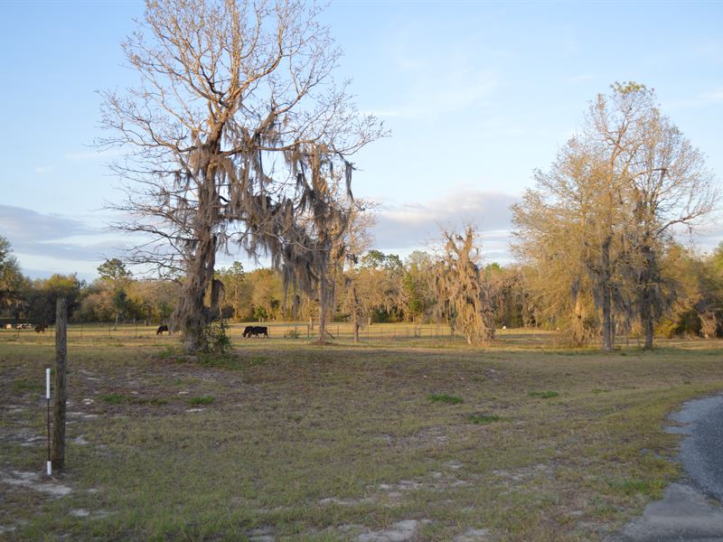 Cleared and Ready : Live Oak : Suwannee County : Florida