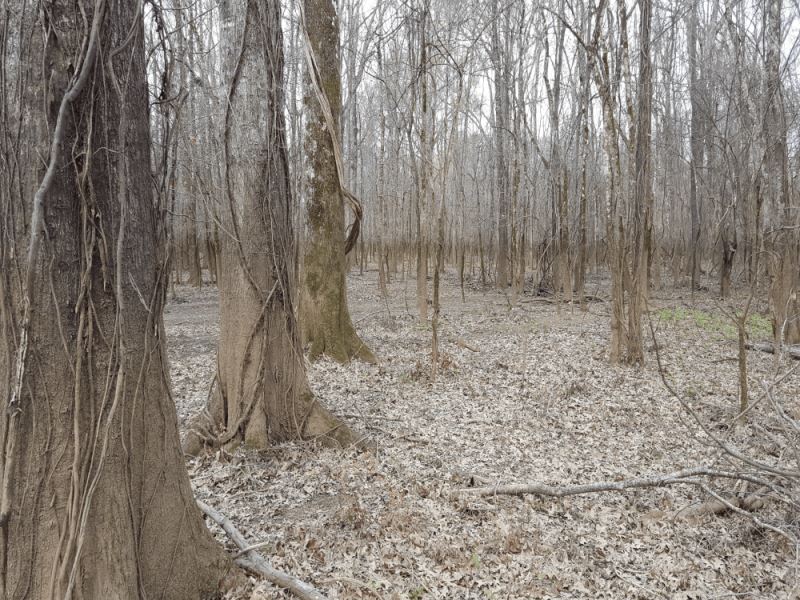Bullpen South Tract : Wagarville : Washington County : Alabama