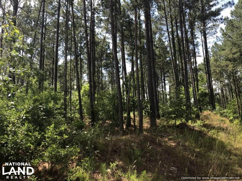 81 Acres Ball Rd, Hunting & Timber : Louisville : Winston County : Mississippi