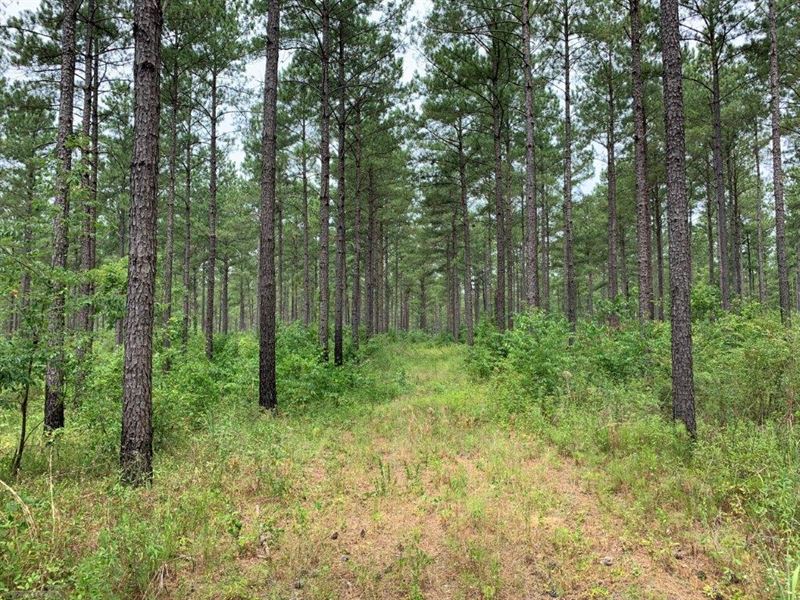 Mature Timber and Great Hunting : Columbia : Houston County : Alabama