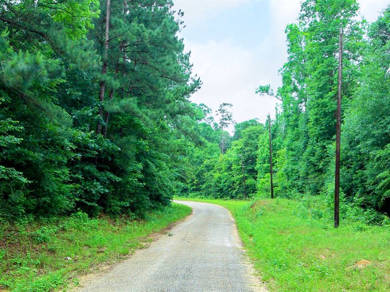 Wooded Homesite with Utilities : Cleveland : Liberty County : Texas