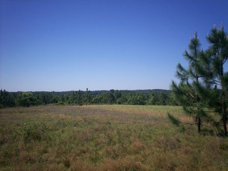 409 Acres of Hardwoods w/ Pine : Highland Home : Crenshaw County : Alabama