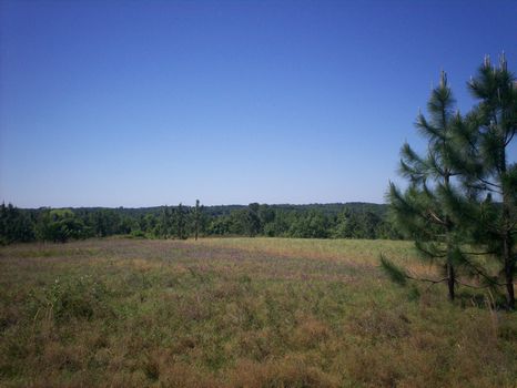 409 Acres of Hardwoods w/ Pine : Highland Home : Crenshaw County : Alabama