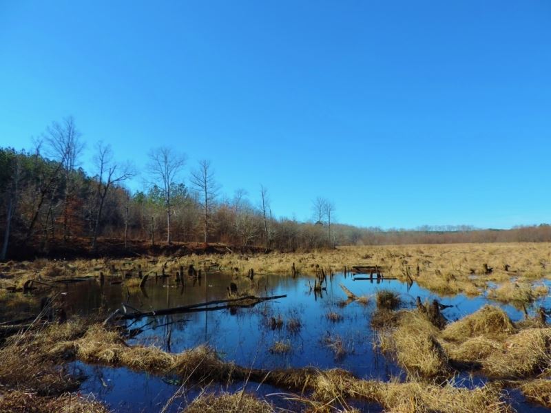 Waterfowl Tract : Maxeys : Oglethorpe County : Georgia