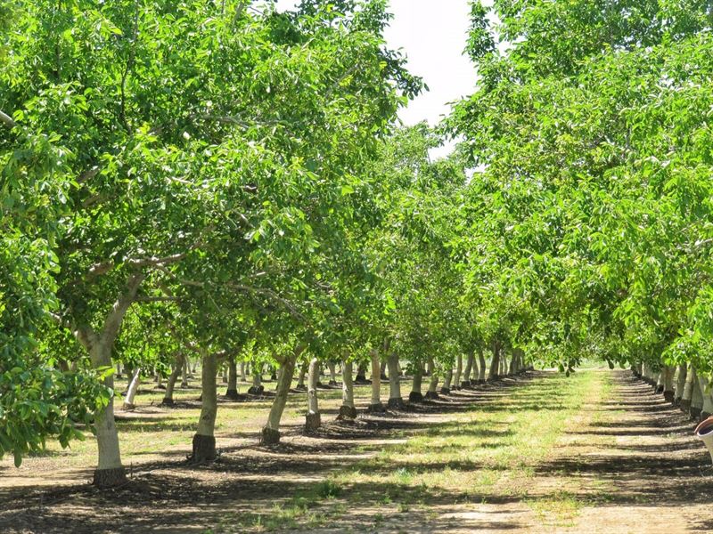 Northern CA Income Producing Walnut : Madison : Yolo County : California