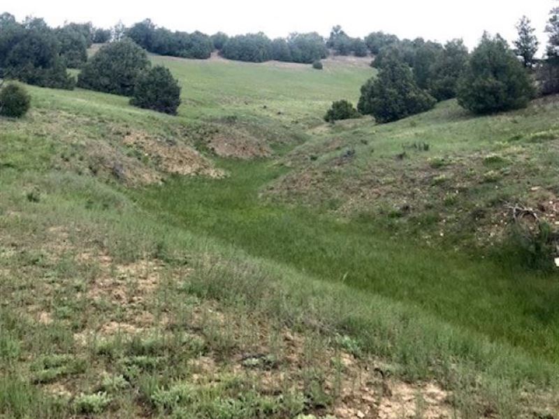 Horse Property Recreational Land : Chama : Rio Arriba County : New Mexico