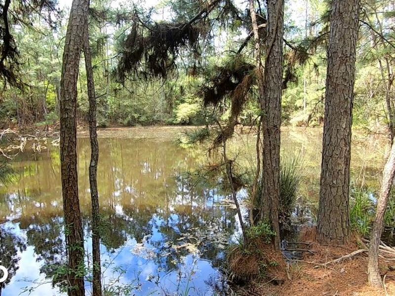 Large Wooded Ranchette Homesite, 3 : Richards : Montgomery County : Texas