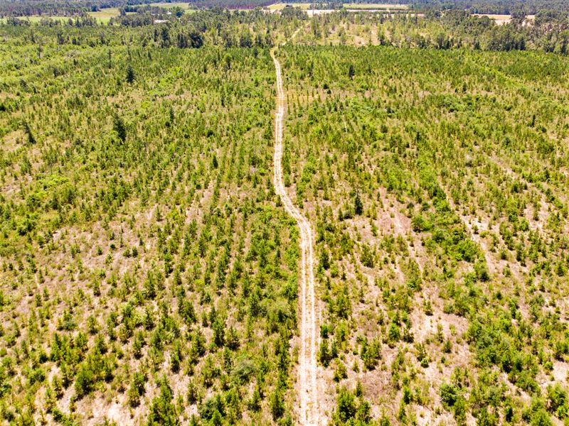 Dellwood Forest North FL Timber : Greenwood : Jackson County : Florida
