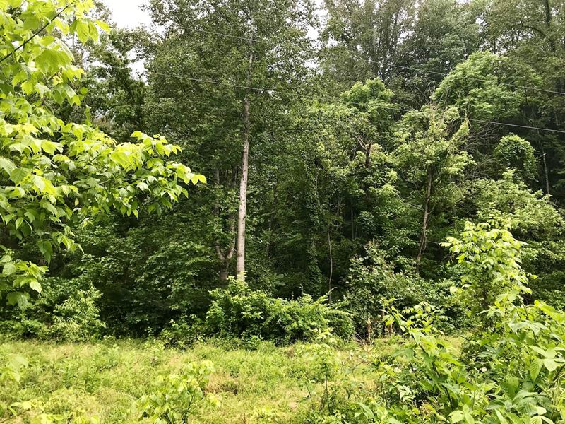 Beautiful Timberland Hunting : Elliston : Montgomery County : Virginia