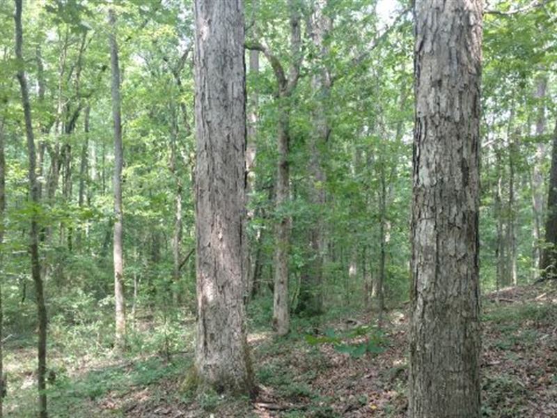 Mature Timber Hunting Homesite : Macon : Jones County : Georgia