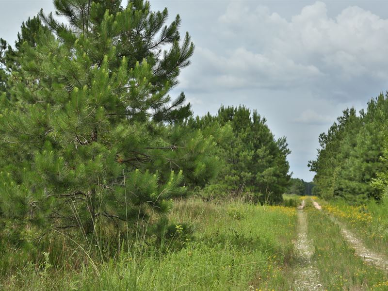 816 Ac Montgomery County Transition : Cleveland : Montgomery County : Texas