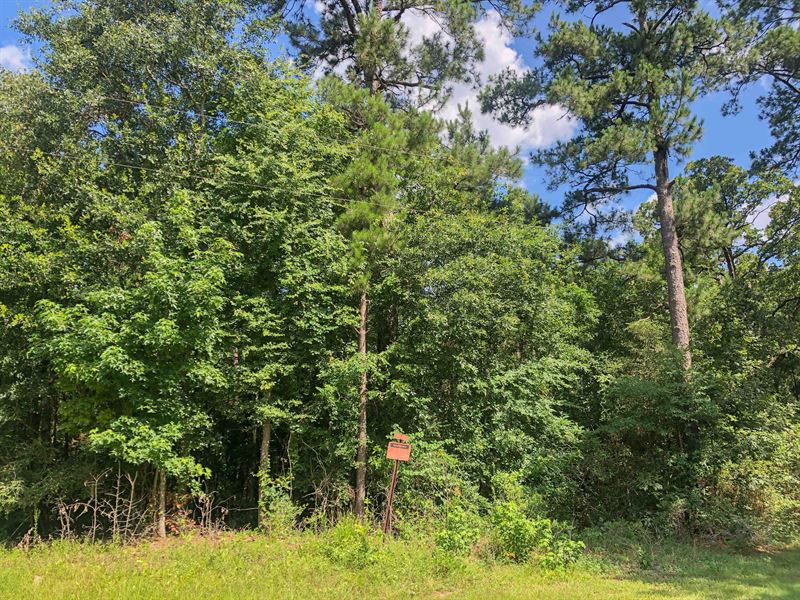 304 Acres Hwy 190 285003 : Woodville : Tyler County : Texas