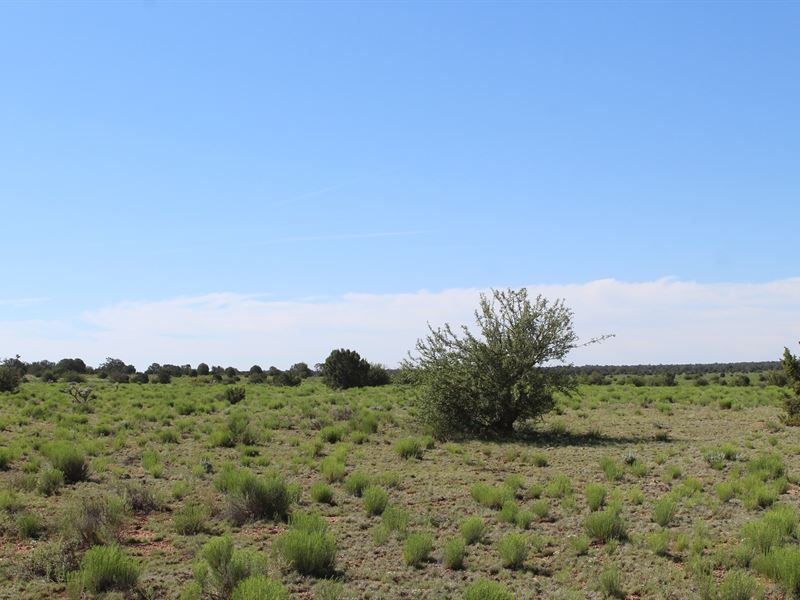 40 Acres Mountain Land Northern : Seligman : Yavapai County : Arizona