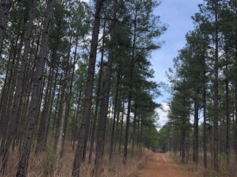 Little Cedar Creek Hunting Preserve : Haddock : Jones County : Georgia
