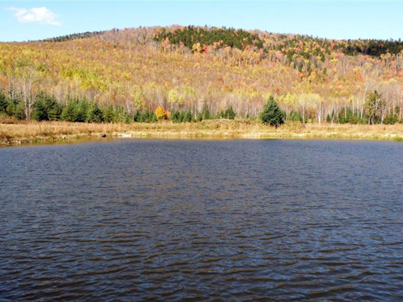 Johnson Pond Forest : Kirby : Caledonia County : Vermont