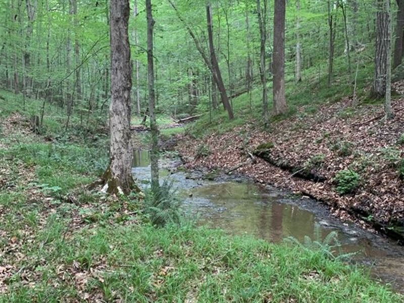 524 Acres Near Leipers Fork : Franklin : Williamson County : Tennessee