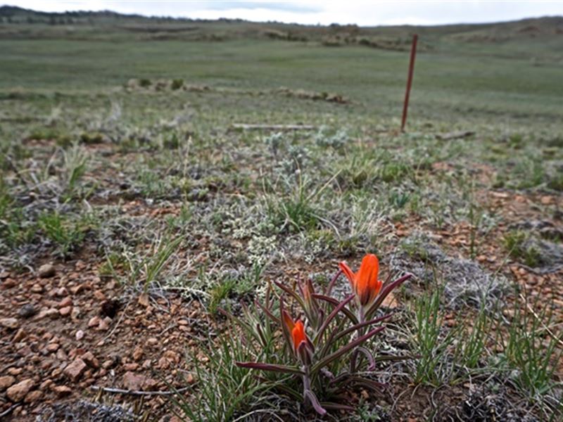 Awesome Land Near National Park : Hartsel : Park County : Colorado