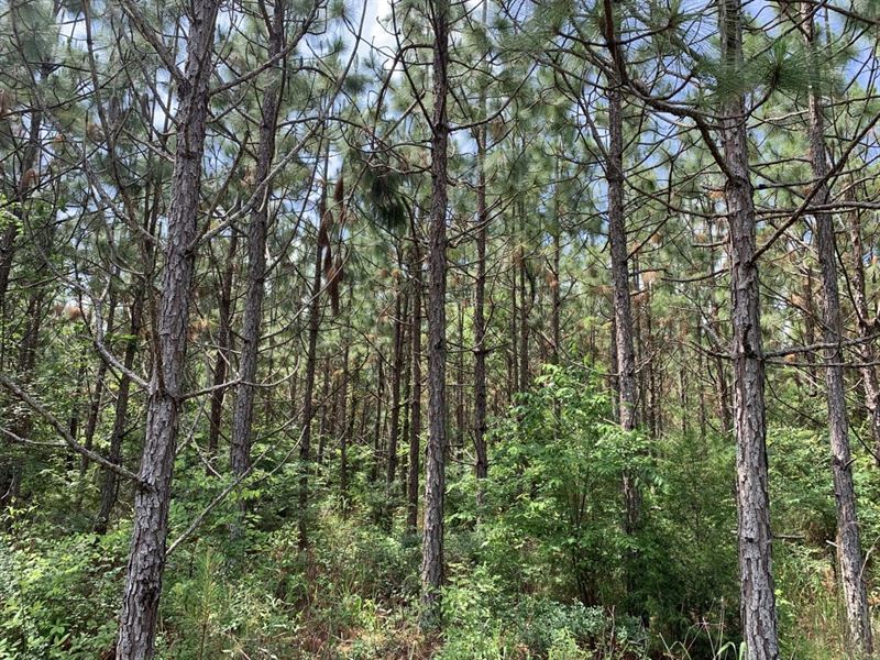 Hunting Land & Pine Plantation : Marion Junction : Dallas County : Alabama