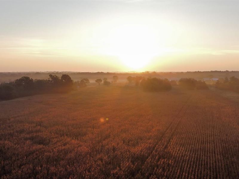95.6 Acre Homestead in Lawrence Cou : Mount Hope : Lawrence County : Alabama